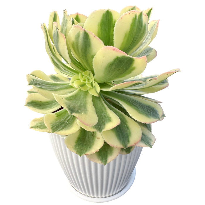 Aeonium Maybach (4 inch)