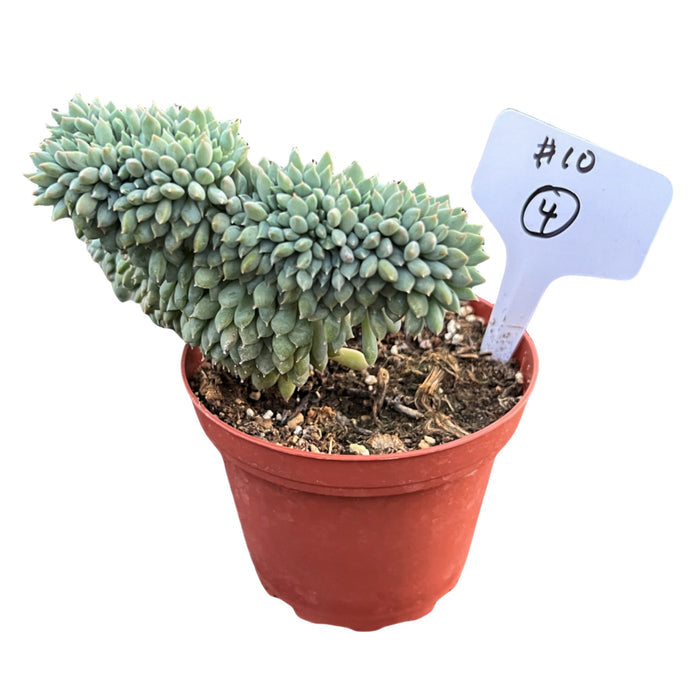 Crested Echeveria 'Chrissy n Ryan' #4 (4 inch) (Limited)