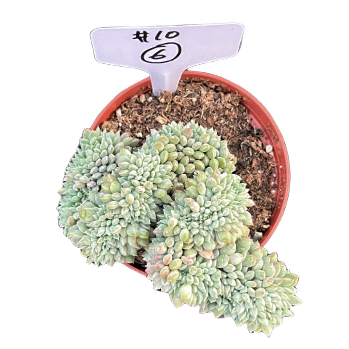 Crested Echeveria 'Chrissy n Ryan' #6 (4 inch) (Limited)