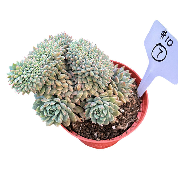 Crested Echeveria 'Chrissy n Ryan' #7 (4 inch) (Limited)