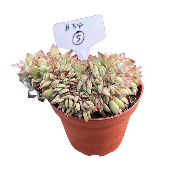 Crested Echeveria Moon Gad varnish #5 (4 inch) (Limited)