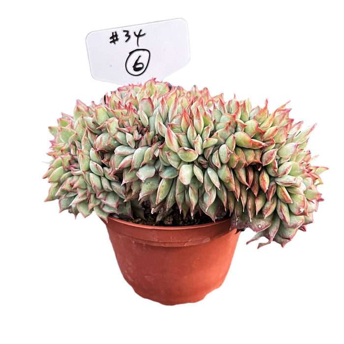 Crested Echeveria Moon Gad varnish #6 (4 inch) (Limited)