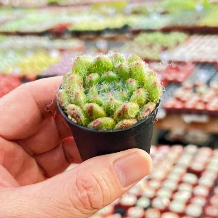 Echeveria Setosa 'Aoinagisa'