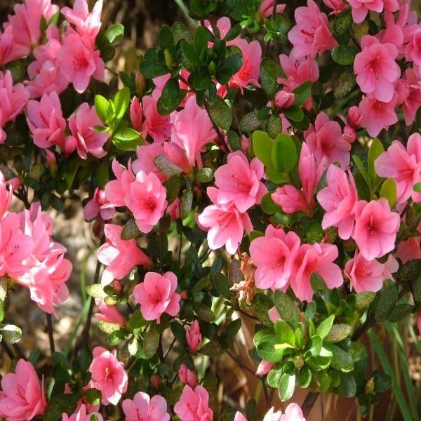 Gumpo Pink azalea in a foundation bed, dwarf evergreen shrub covered in rose-pink blooms for late-spring curb appeal.