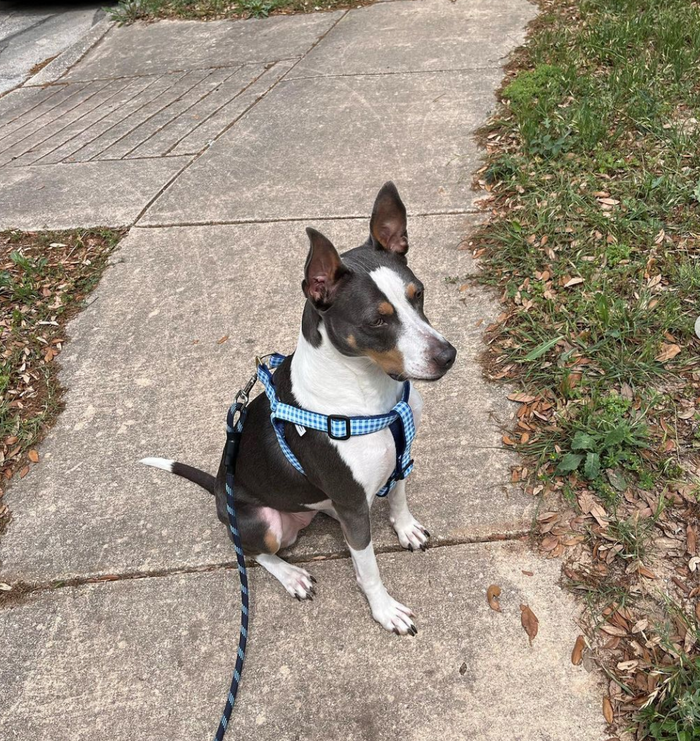BLUE-GINGHAM-DOG-HARNESS