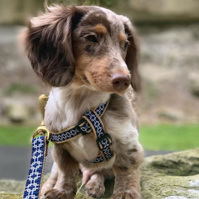 GRIDLOCK-DOG-COLLAR-LEASH-HARNESS