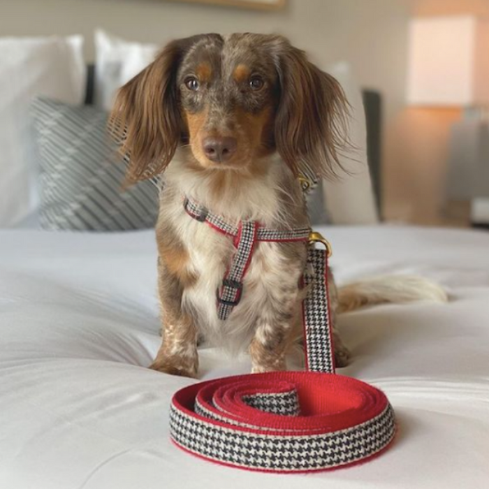 HOUNDSTOOTH-DOG-COLLAR-LEASH-HARNESS