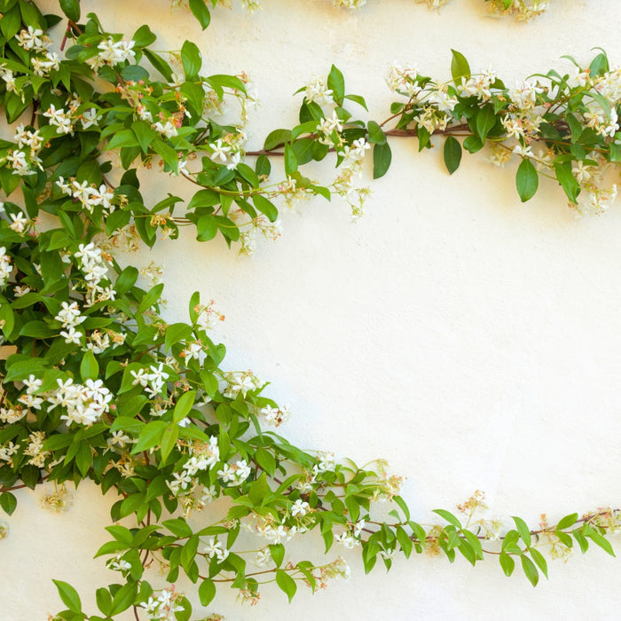 Star Jasmine displaying dense twining growth and evergreen foliage as it climbs a fence support.