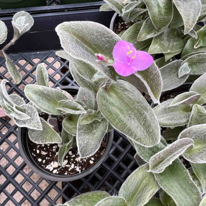 Tradescantia sillamontana (4 inch)