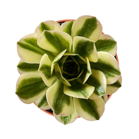 Aeonium Maybach (4 inch)