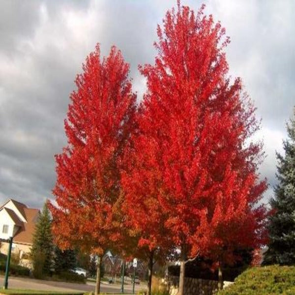 Autumn Flame red maple habit with rounded crown and lobed leaves, green in summer and turning fiery red-orange early in fall.