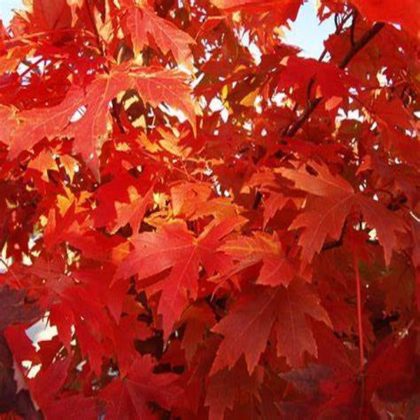 Close-up of Autumn Flame red maple leaves with early fall color, showing fine texture and brilliant red color.