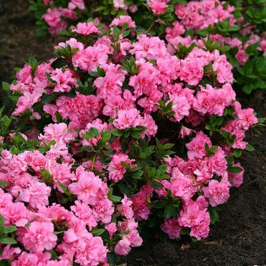 Bloom-A-Thon® Pink Double azalea in a foundation bed, compact evergreen shrub covered in double pink blooms for long-season color.