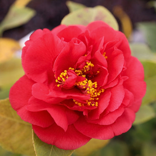 Close-up of Kramer's Supreme camellia bloom, layered rosy-red peony-form petals with rich texture against dark green leaves.