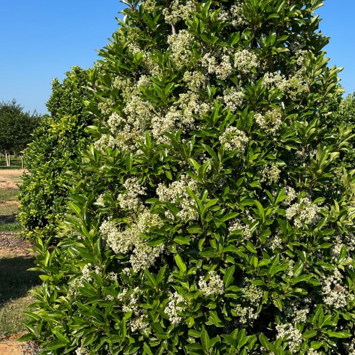 Chindo Viburnum lush evergreen spring flowering hedge