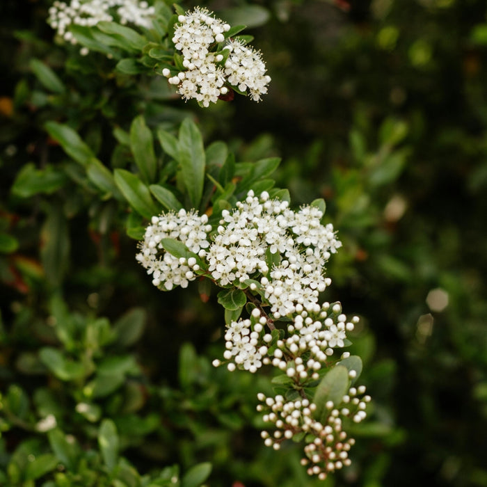 Close-up of Chindo Viburnum blooms