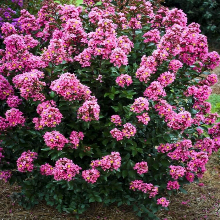 Coral Magic Crape Myrtle with coral-pink summer flowers and dense upright growth in a sunny landscape