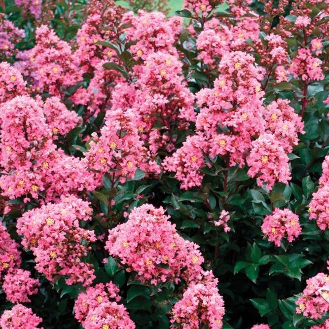 Coral Magic Crape Myrtle blooming with coral-salmon flowers in a sunny border