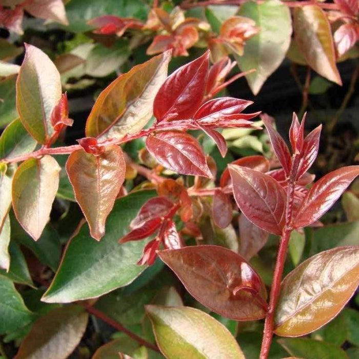 new spring foliage of the coral magic crape with hues of green, orange, and red