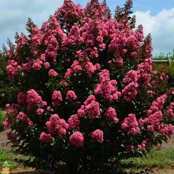 Dense rounded Coral Magic Crape Myrtle used as a flowering hedge shrub