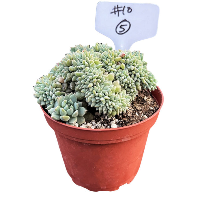 Crested Echeveria 'Chrissy n Ryan' #5 (4 inch) (Limited)