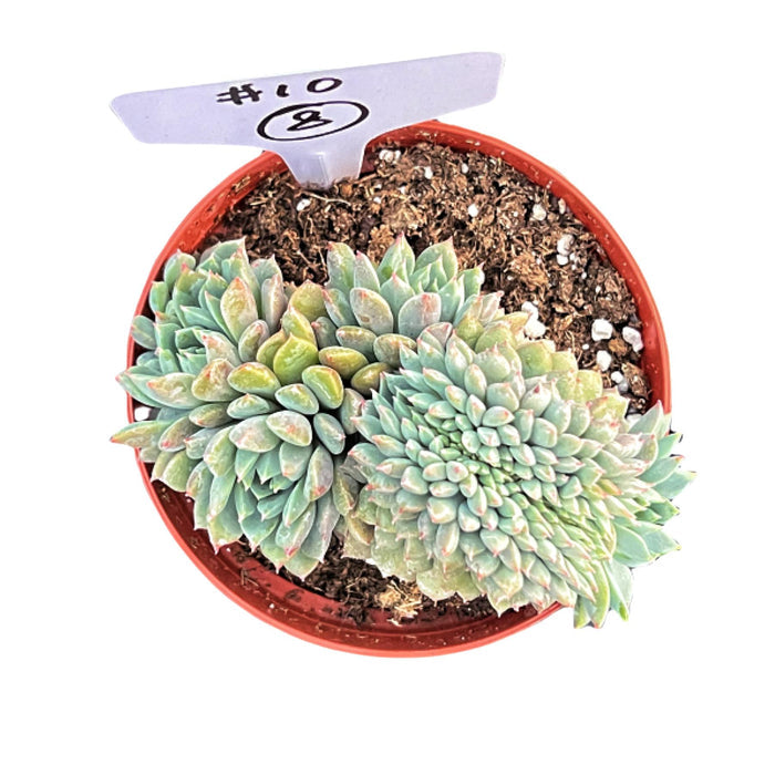 Crested Echeveria 'Chrissy n Ryan' #8 (4 inch) (Limited)