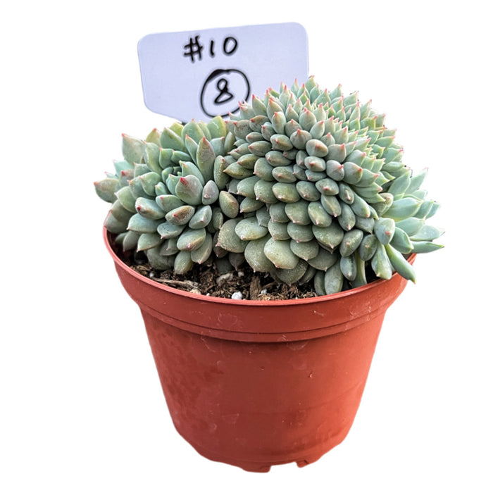 Crested Echeveria 'Chrissy n Ryan' #8 (4 inch) (Limited)