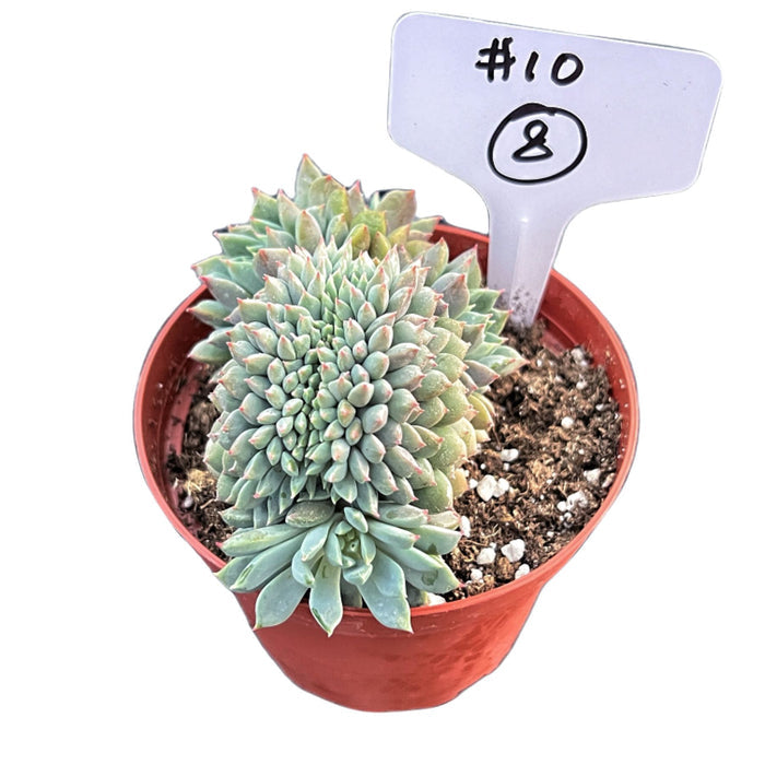 Crested Echeveria 'Chrissy n Ryan' #8 (4 inch) (Limited)