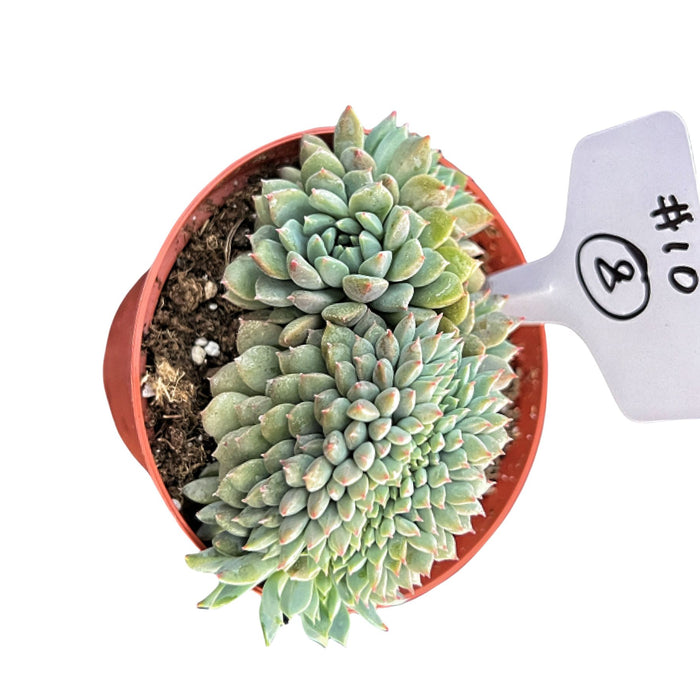 Crested Echeveria 'Chrissy n Ryan' #8 (4 inch) (Limited)