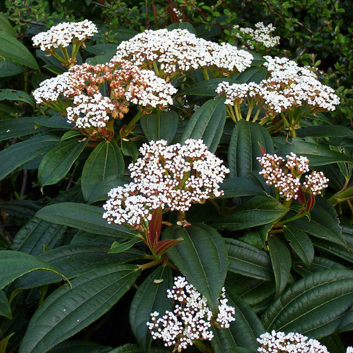 David Viburnum white spring flower clusters above leathery evergreen leaves