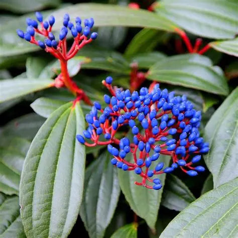 David Viburnum evergreen shrub with glossy veined leaves and blue berries in a shaded garden bed