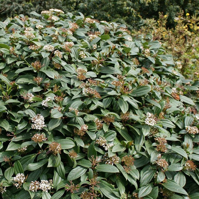 David Viburnum white spring flower clusters above leathery evergreen leaves