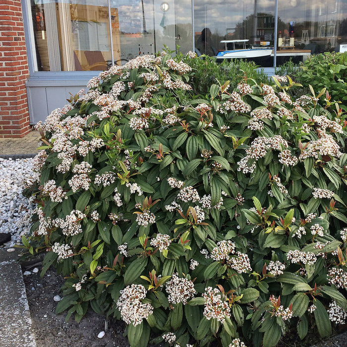 David Viburnum with dark green glossy three-veined foliage in a foundation planting
