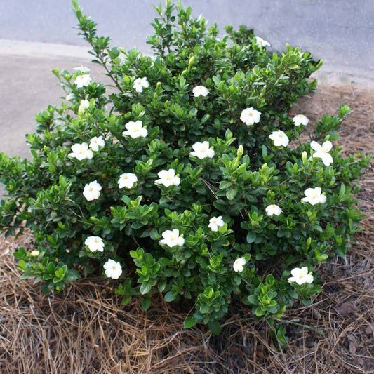 Dwarf Gardenia Radicans with glossy evergreen foliage and fragrant white blooms along a garden border