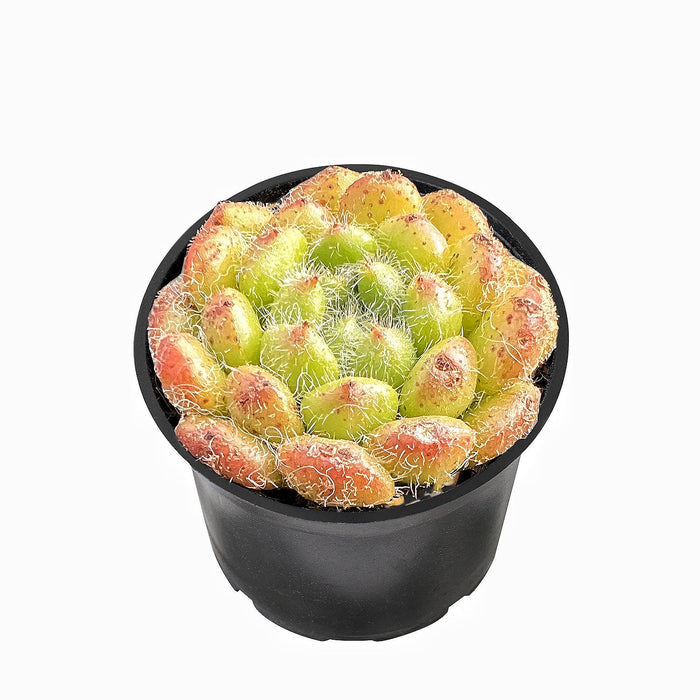Echeveria Setosa 'Aoinagisa'