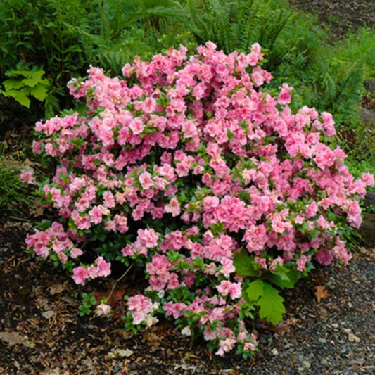 Gumpo Pink azalea habit showing dense, rounded evergreen form, about 2–3 ft tall and wide, ideal for borders and low hedges.