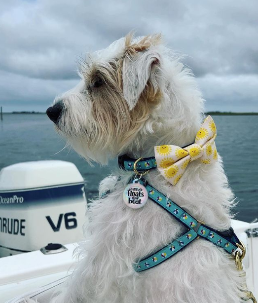 BEACH-BALLS-DOG-HARNESS