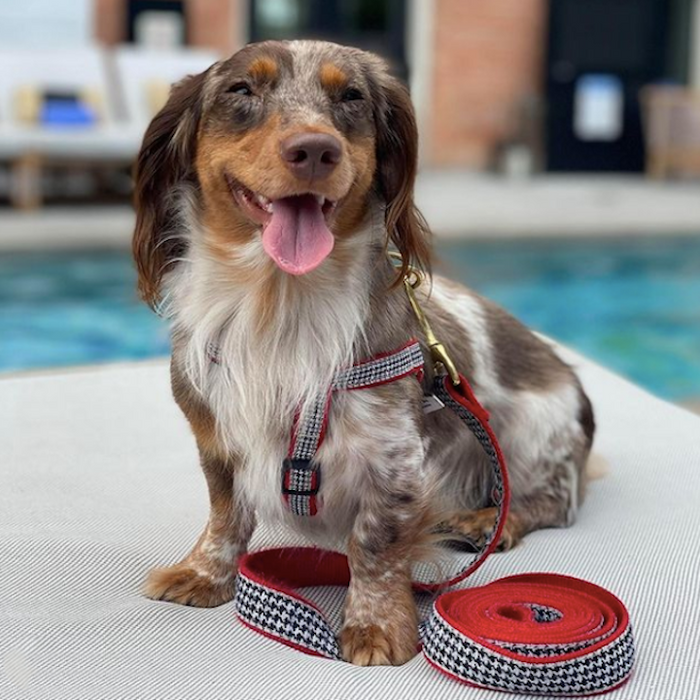 HOUNDSTOOTH-DOG-COLLAR-LEASH-HARNESS