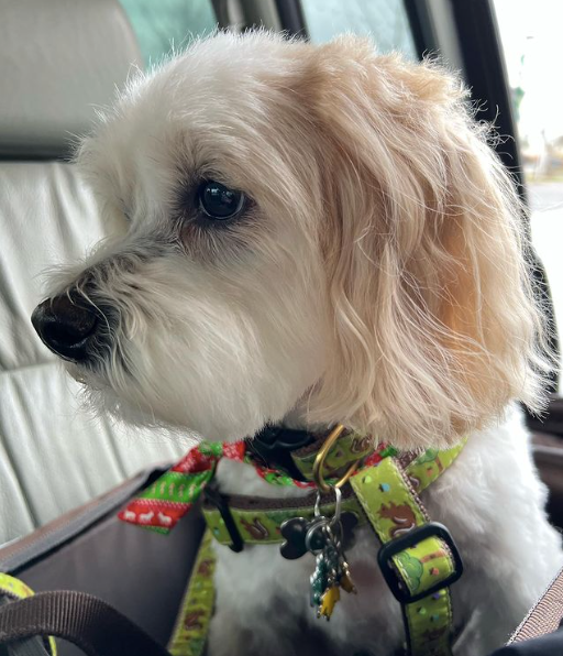 NUTS-SQUIRREL-DOG-COLLAR