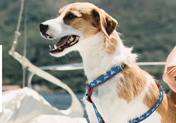 UNDER-SAIL-DOG-COLLAR-LEASH-HARNESS