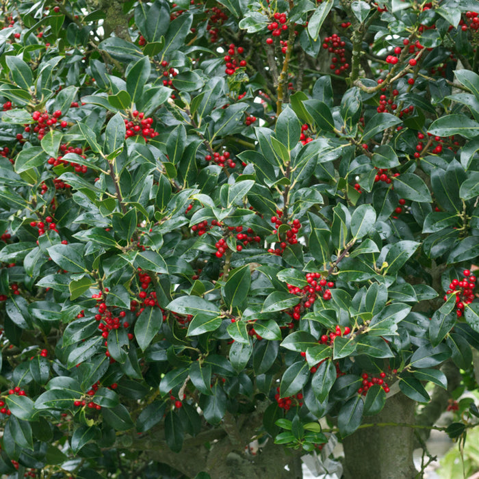 Needlepoint Holly growing as a dense evergreen shrub in the landscape with glossy foliage and bright red berries for winter color