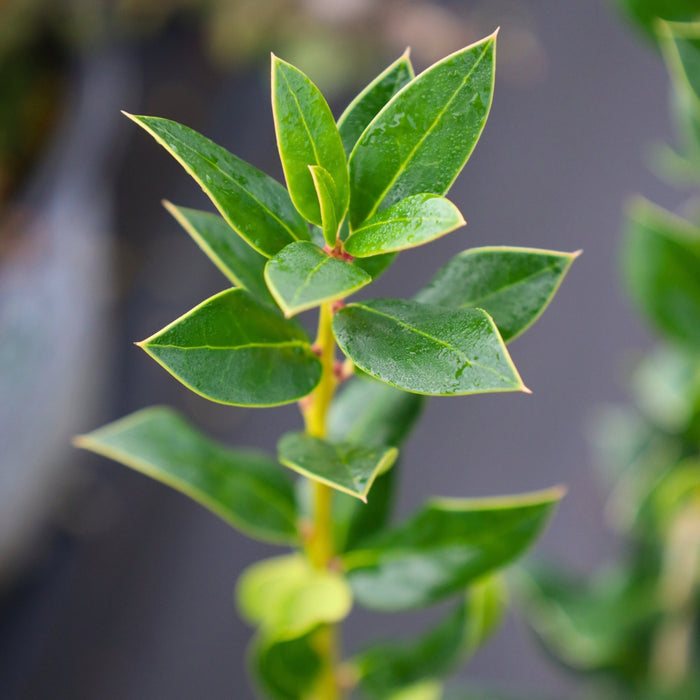 close-up view of the pointed green leaves of needlepoint holly