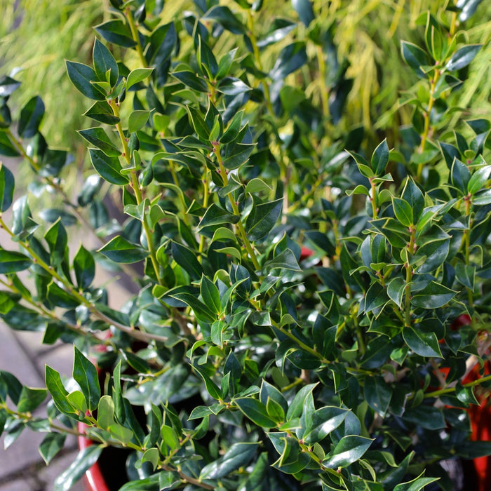 Close-up of Needlepoint Holly foliage and berries showing glossy dark green leaves and vivid red fruit among dense branches