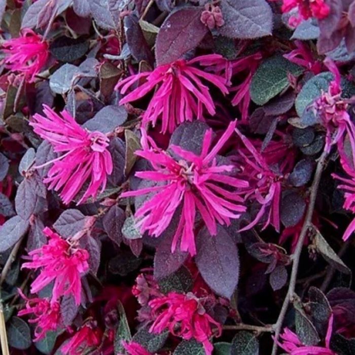 Purple Pixie® Loropetalum blooming with vivid pink fringe flowers in spring