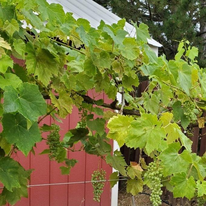 Thompson Seedless grape vine foliage and vigorous habit on wire trellis, trained canes with open airflow for clean fruiting.